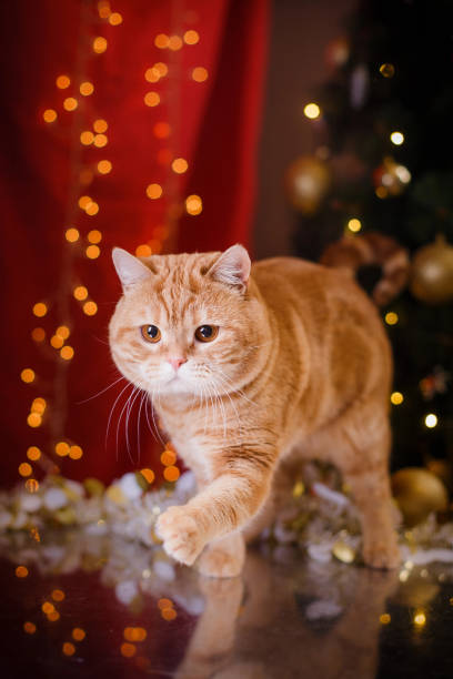 istock British cat, Christmas and New Year 2170026908