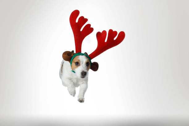 dog jumps in a New Year's horns. Jack Russell Terrier. christmas pet on white background