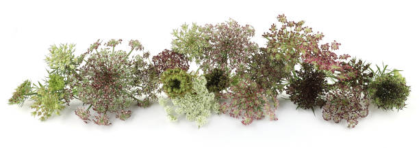 istock Flowers Chocolate Queen Anne's Lace isolated on white background. 2170034383