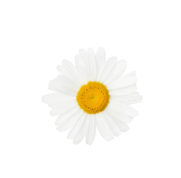 istock Chamomile or daisy flower close up isolated on white background with clipping path. Element for your design. 2170036041