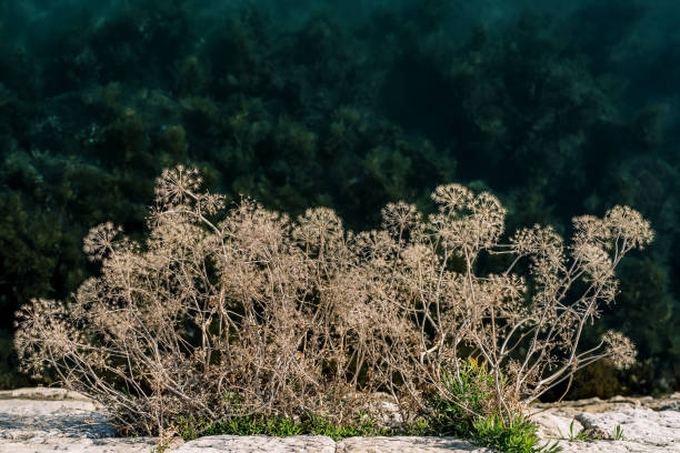 Dry bush growing from green grass through stones. High quality photo
