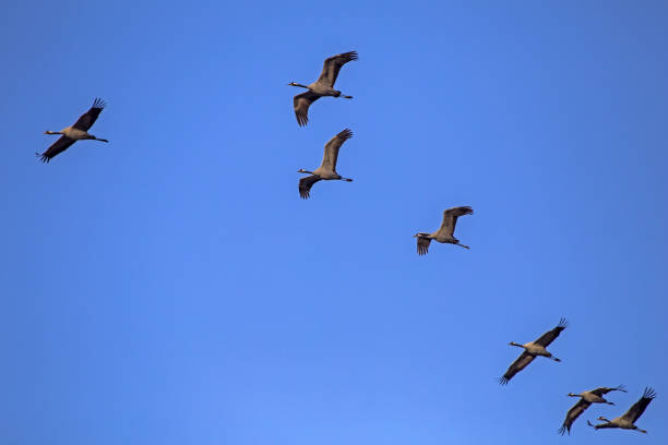 istock A flock of cranes  flying on the blue sky. 2170037305