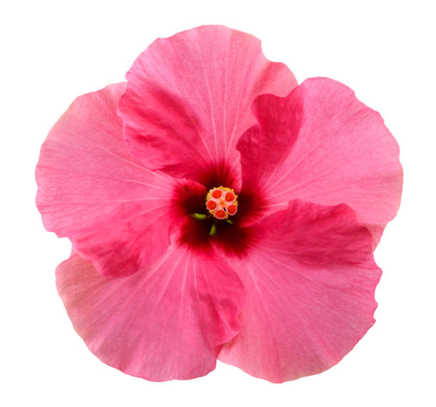 istock Pink hibiscus flower 2170038082