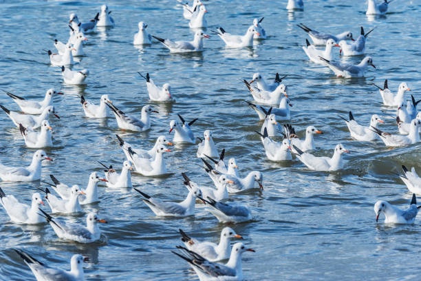 istock Seagulls flock on the sea surface. 2170038215