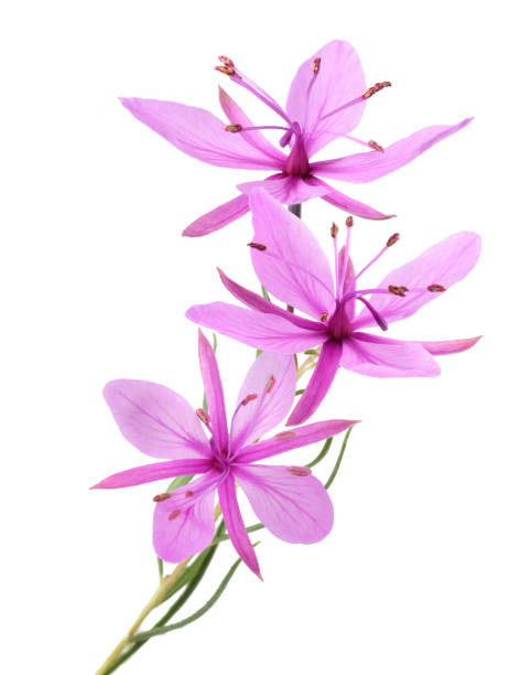 Pink Alpine willowherb flowers