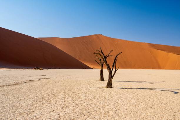 istock Two petrified trees in front of a giant, orange sand dune 2170041724