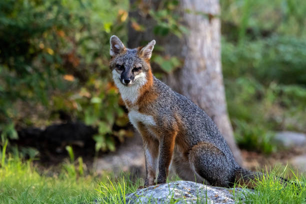 istock Male Gray Fox Portrait 2170043516
