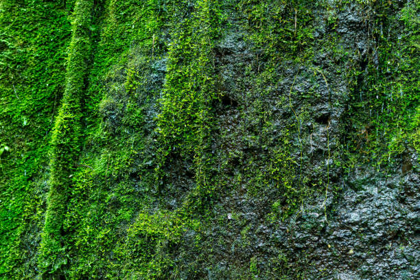 Gorgeous stone cliff covered with vivid green moss due to a high level of dampness. Cueva del Esplendor, cave of splendor, Jardin, Jardín, Antioquia, Colombia.