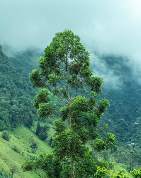 istock Huge isolated eucalyptus tree, with the Andes mountains in the background. 2170044819