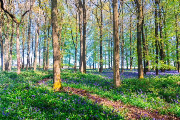Buebell Wood (Hyacinthoides non-scripta) in a wood in England