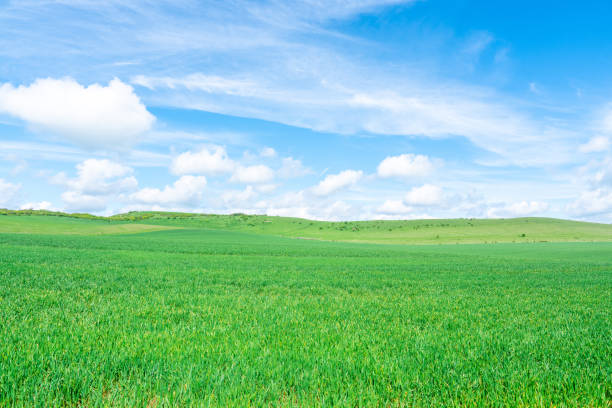 A view of Green Wheat Growing In A Field