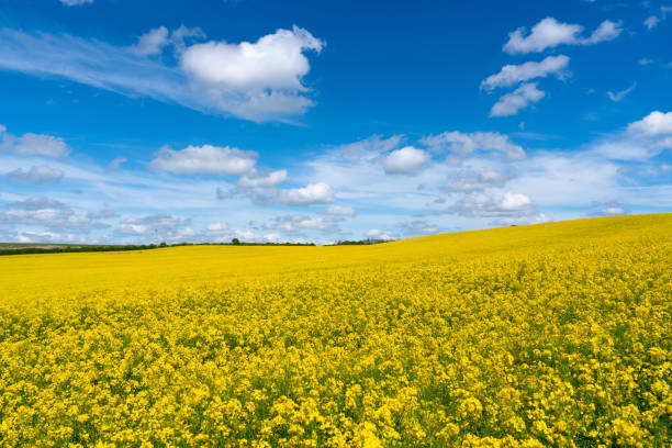 istock Blooming rapeseed plants on a field 2170045333