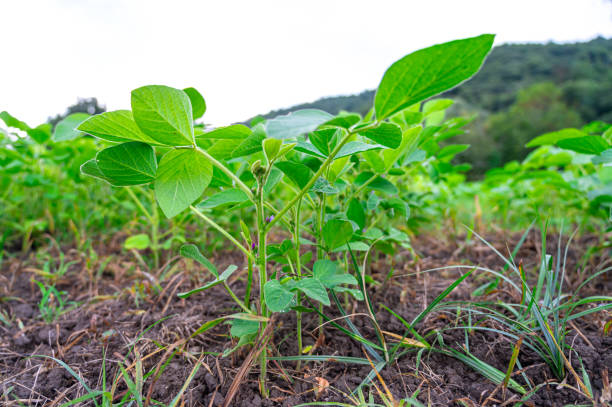 istock Soybean plantation and plants. 2170045416