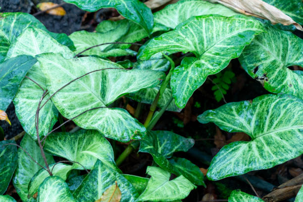 istock Cariniana pyriformis 2170047304
