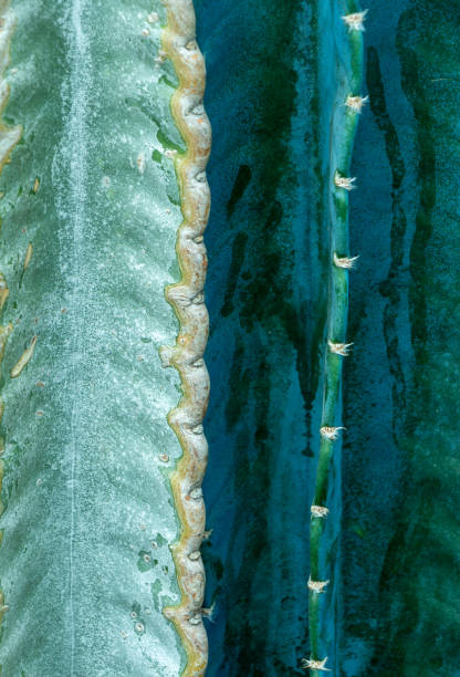 istock Artistic and abstract macro picture of a cactus. 2170047489