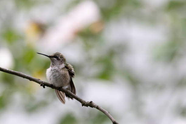 A hummingbird takes a break from feeding to rest their wings