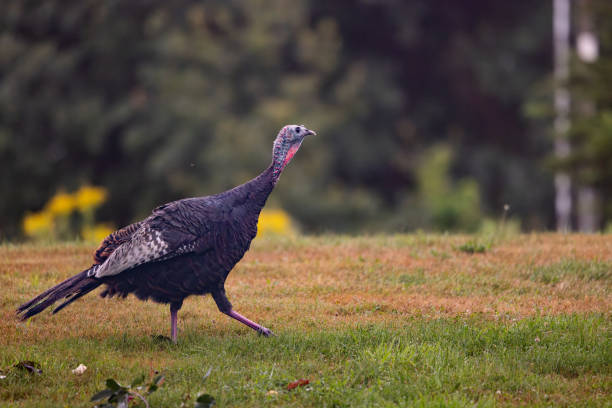istock A Turkey Hen Walks Through a Grass Pasture 2170048190