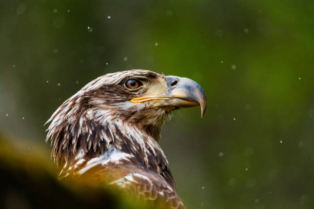 Bald eagle Bald eagle in rain eagle bird stock pictures, royalty-free photos & images