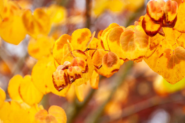 Autumn or fall colour bright yellow and red on a tree in a forest in bright sunshine