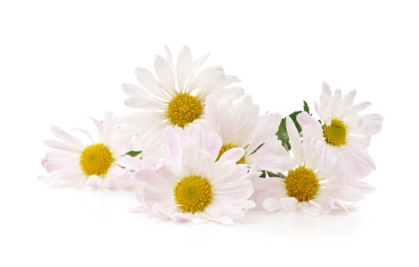 istock Bouquet of white chamomile. 2170049405