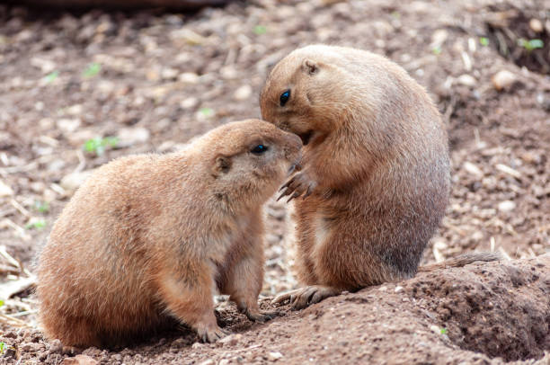 two cute pairie dogs embrace