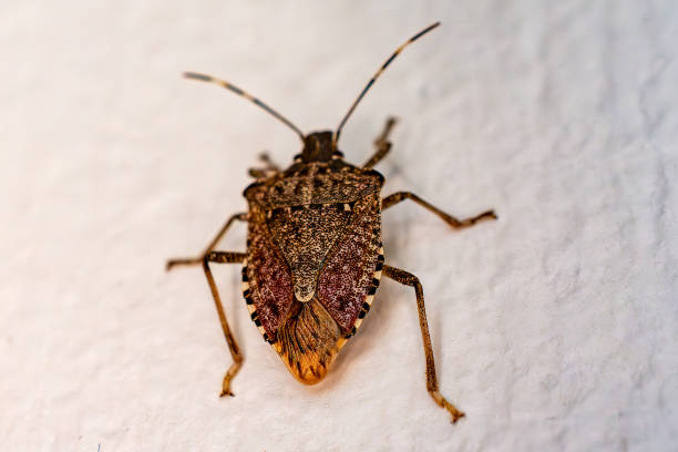 istock A brown marmorated stink bug climbs on the siding of a building. 2170049621