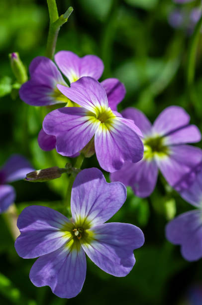 istock Aubrieta flowers 2170049751