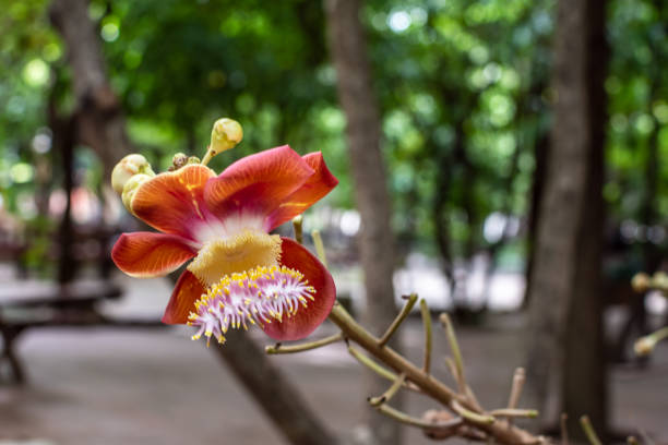 A flower with a yellow center and red petals. The flower is in a park with a bench in the background