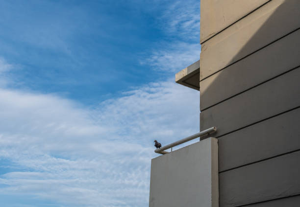 istock A pigeon is perched on a ledge of a building 2170051332