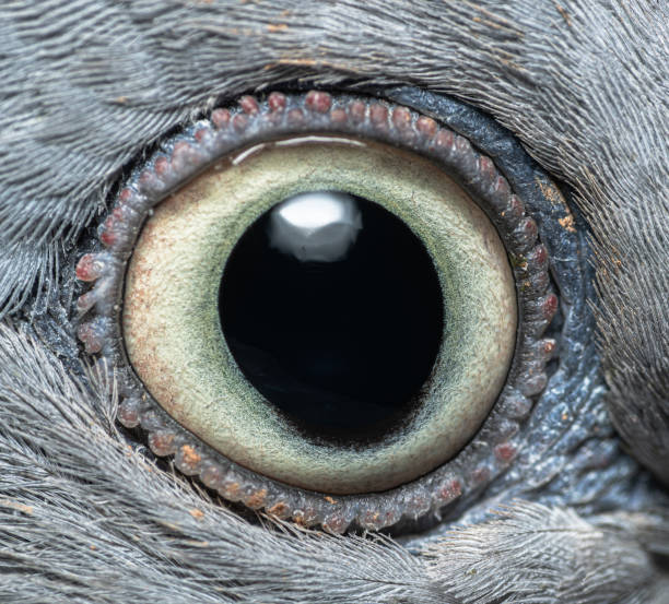 istock Wood pigeon eye 2170052574