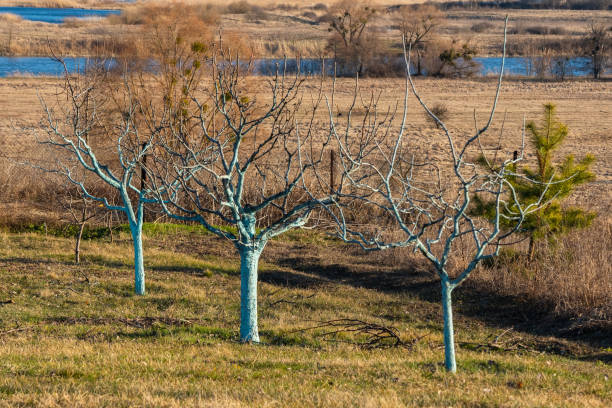 Rows of young orchard trees with white-painted trunks display vibrant autumn foliage in shades of yellow and orange. The leaves contrast with the green grass below, creating a colorful seasonal scene. The image conveys the transition of fall and the orderly structure of a cultivated orchard.