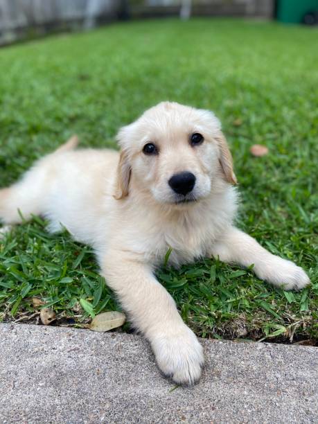 istock Golden Retriever Puppy 2170055686