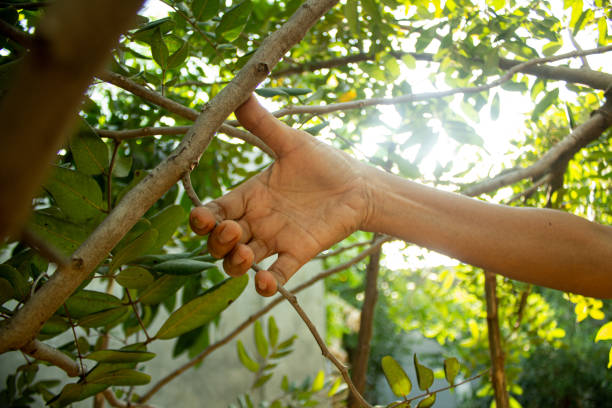 Hand holding a wooden branch