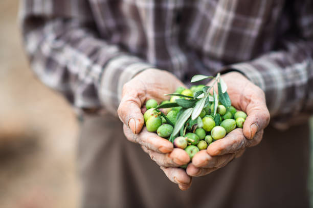 istock Green olives freshly picked from the field 2170057656