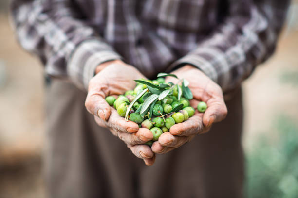 Green olives falling from the farmer's hands after picking them from the field.