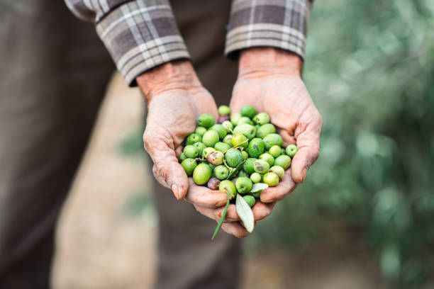 Green olives freshly picked from the field