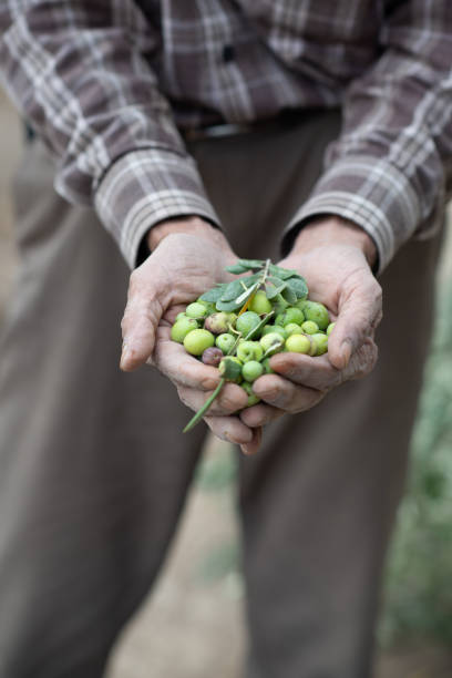 istock Green olives freshly picked from the field 2170057817