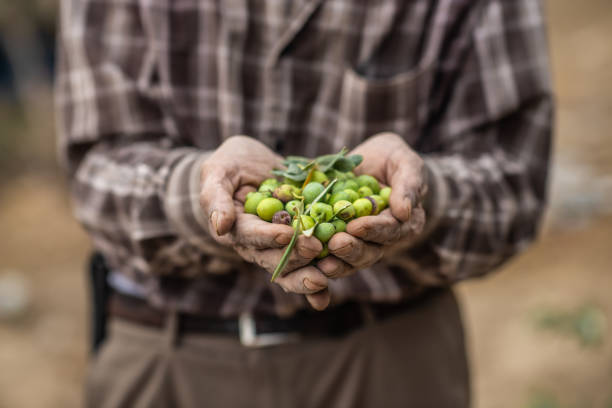 istock Green olives freshly picked from the field 2170057822