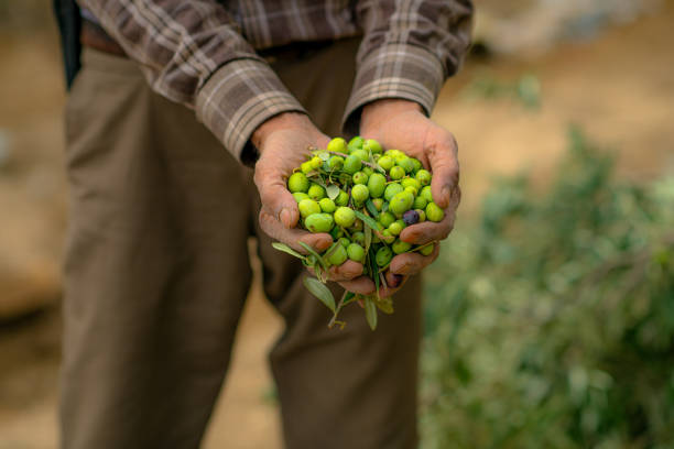 istock Green olives freshly picked from the field 2170057880