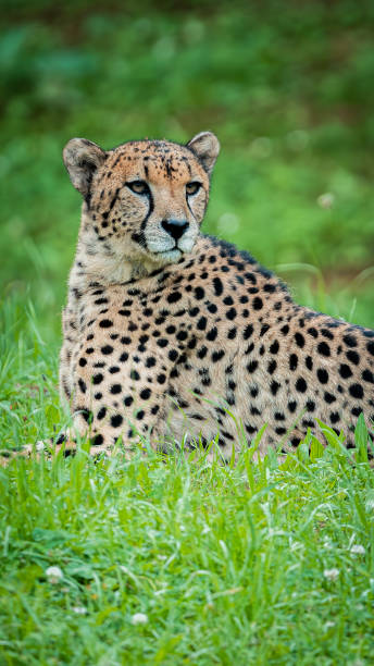 istock Stunning cheetah lying on the great green meadow watching its next prey 2170060046