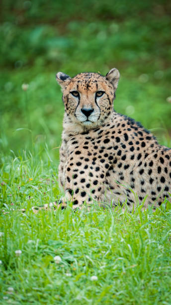 istock Stunning cheetah lying on the great green meadow watching its next prey 2170060066