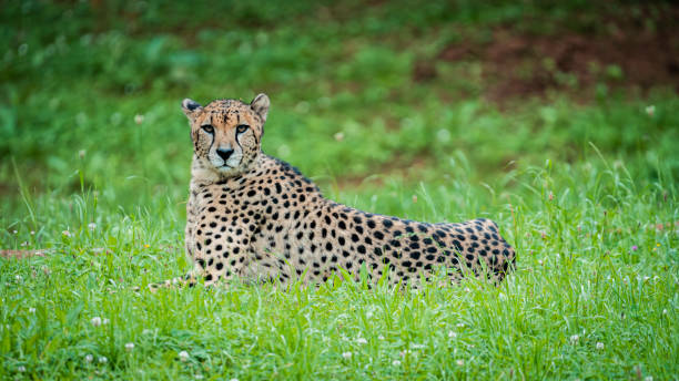 istock Stunning cheetah lying on the great green meadow watching its next prey 2170060069