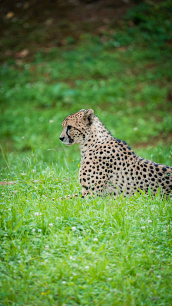 istock Stunning cheetah lying on the great green meadow watching its next prey 2170060076