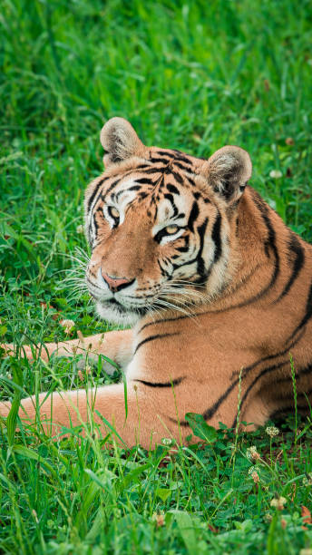 istock Fierce tiger in its natural habitat 2170060211