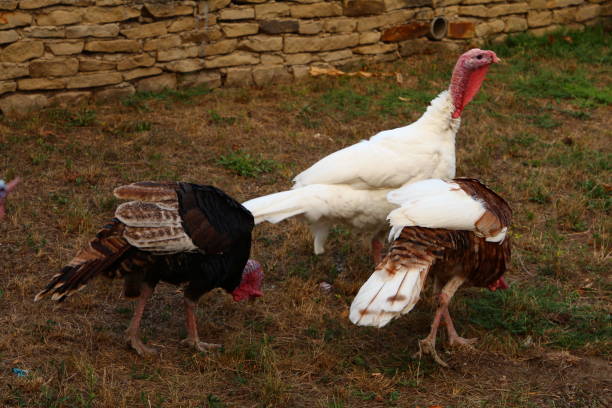 istock A group of turkeys in a field 2170061220