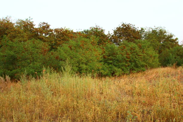 Summer Landscape in park