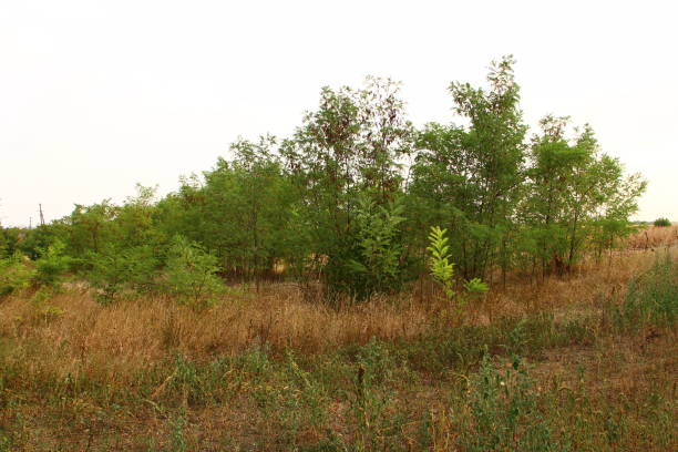 A group of trees in a field. Outdoor. Grass. Sky. Tree. Field