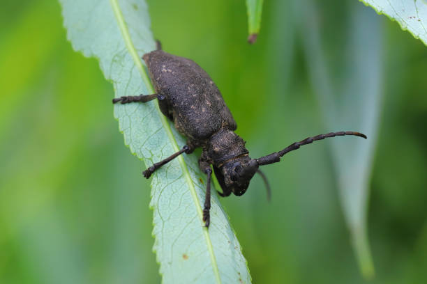 Weaver beetle (lamia textor). Found in a willow bush in south Poland.