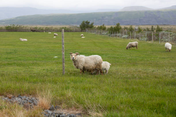 Driving through Iceland except for the beautiful landscapes yoou will also see a lot of sheep.
