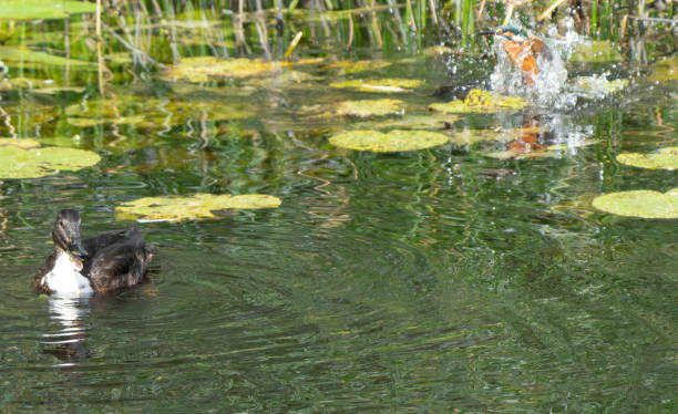istock A European Kingfisher emerging from a pond without a fish 2170063526